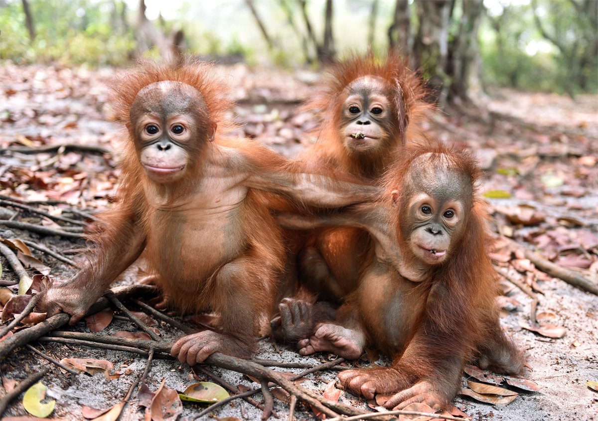 Orangutan in the Kalimantan forest canopy